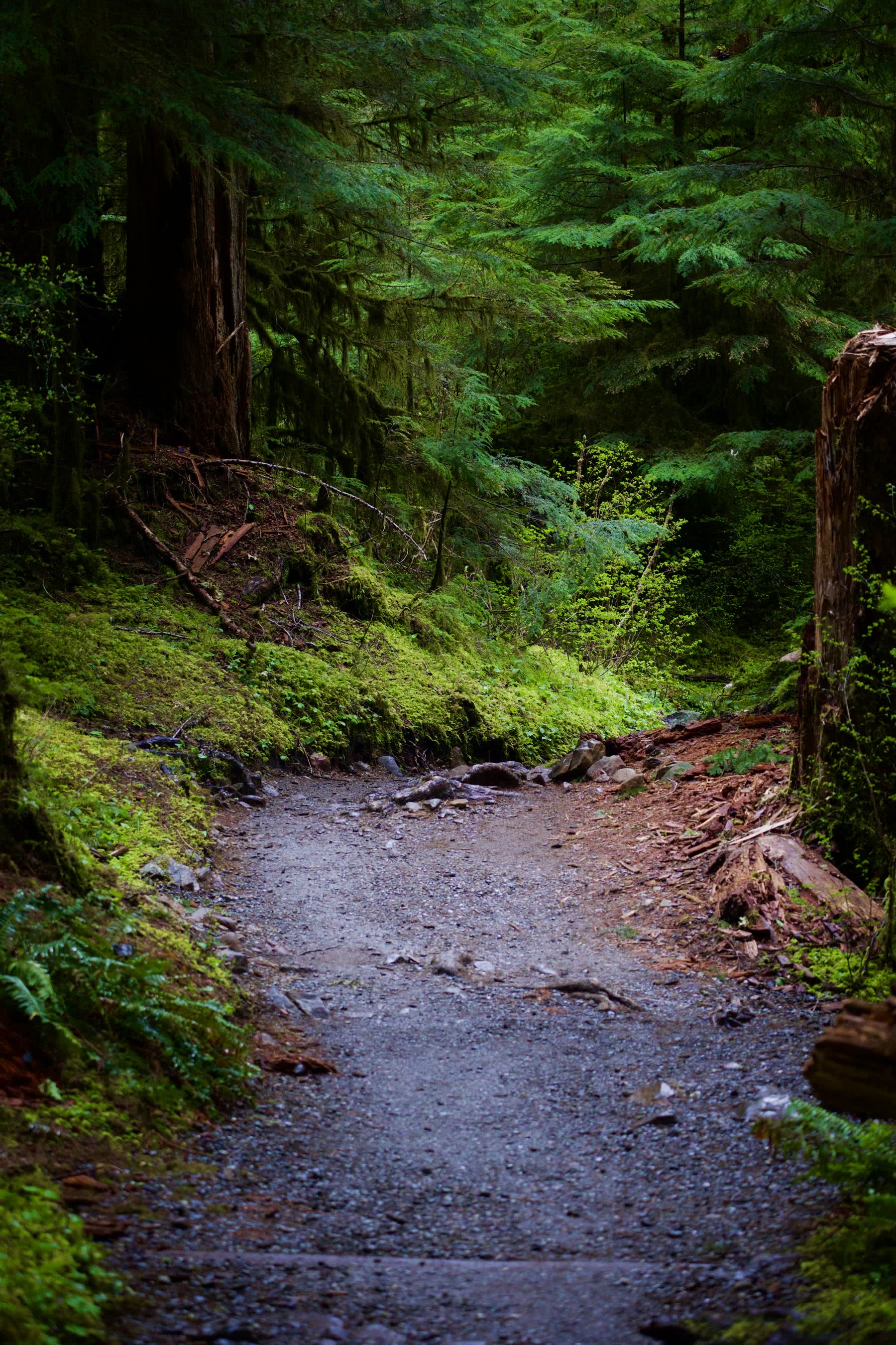 Forest path through tall trees