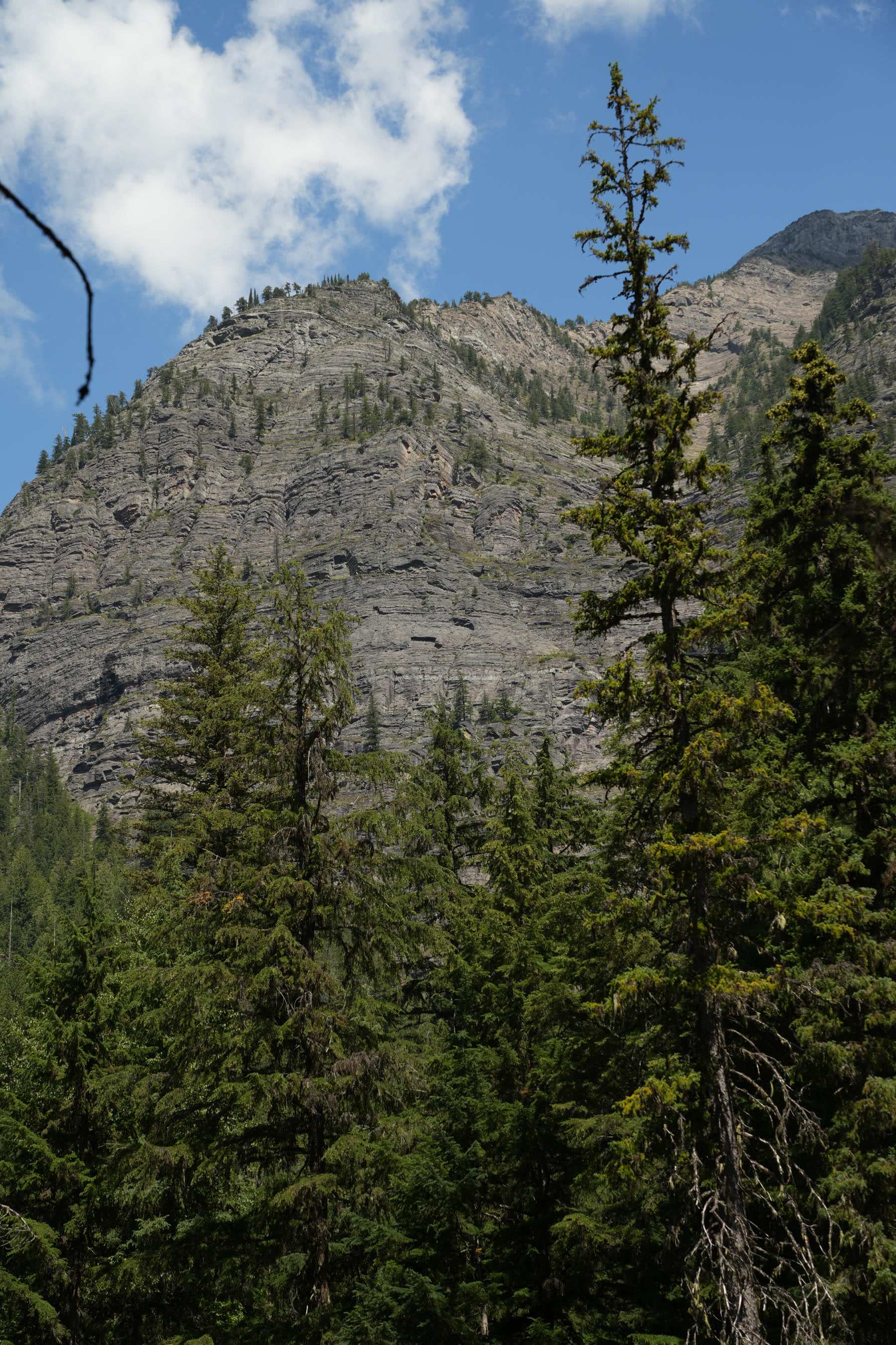 Mountain wall rising above evergreens